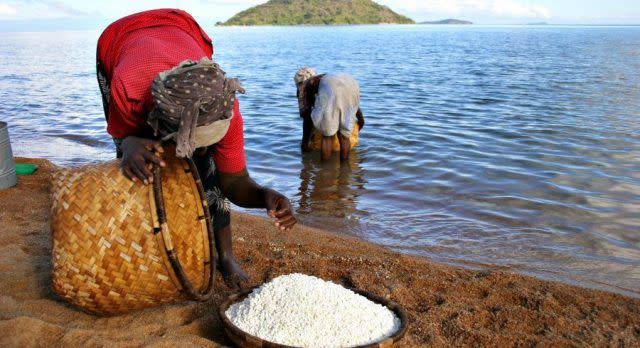 A pair of women harvest Lake Malawi, Africa