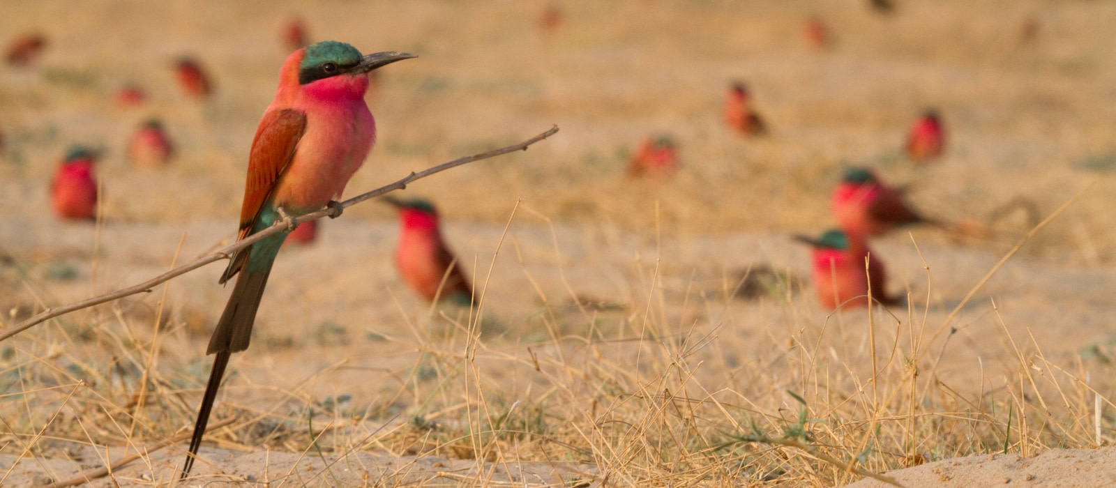 Reiseziel Caprivi Strip in Namibia Enchanting Travels