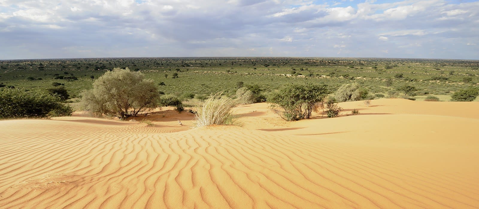 Kalahari Desert Tours In South Africa Enchanting Travels