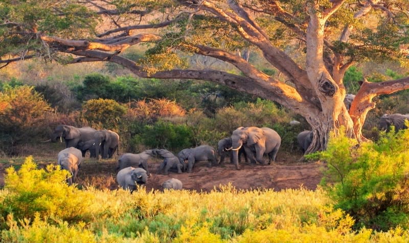 Krüger Safari: Elefanten im Nationalpark