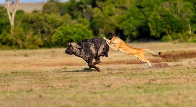Lioness hunting a Buffalo in Masai Mara, Kenya, Africa