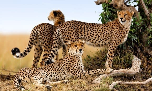 Cheetah mother and two older cubs-Masai Mara, Kenya