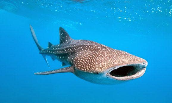 whale-shark-and-underwater-photographer-shutterstock_70078366