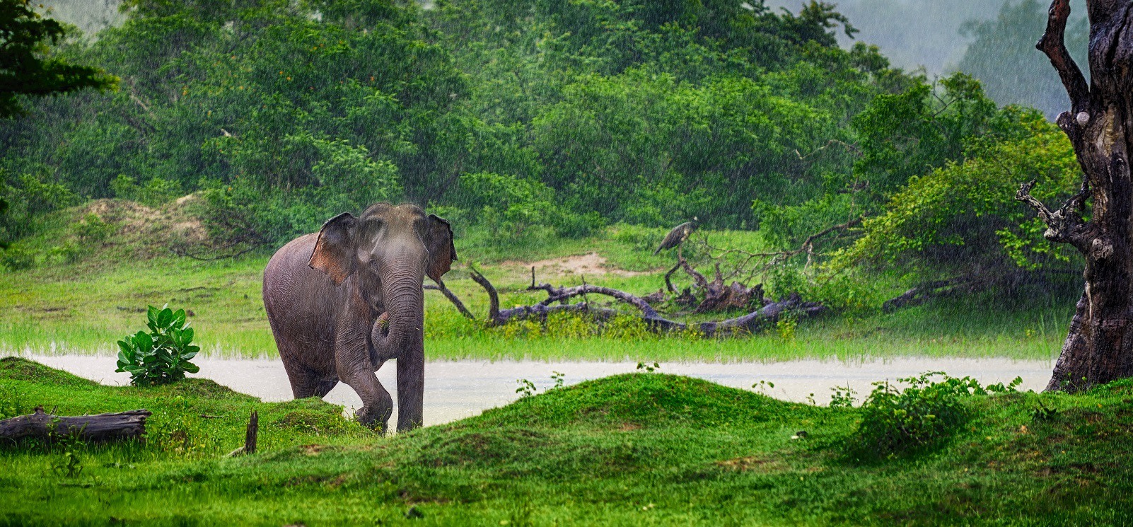 Sri Lanka Regenzeit - lohnt sich eine Reise? | Enchanting Travels