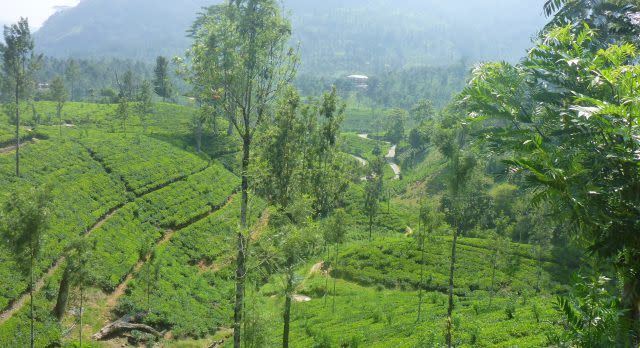 Terrassenförmig angelegte Plantagen in Sri Lanka