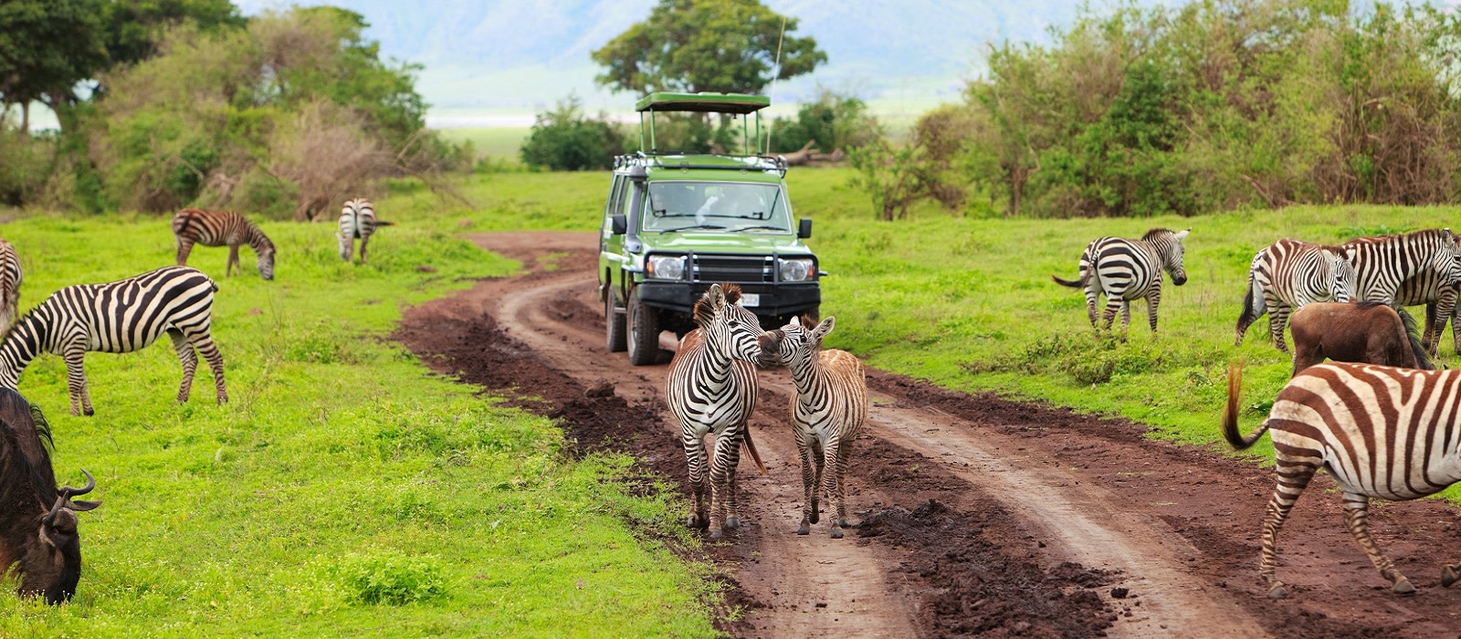 African Safari Tour Luxury Package Enchanting Travels