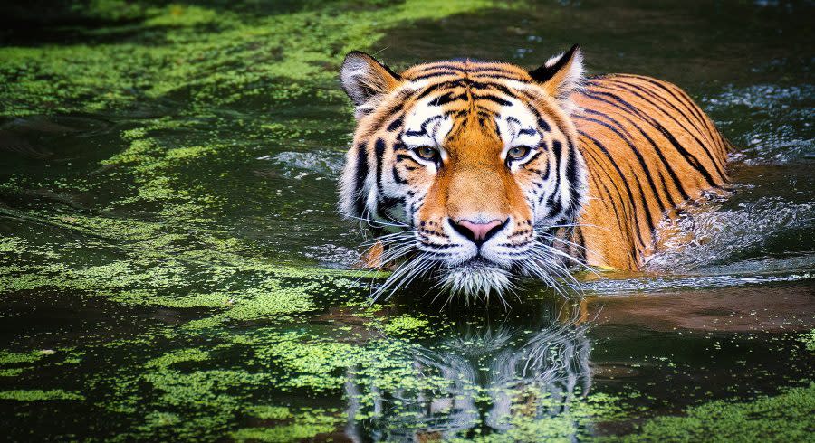 Tiger in Indien