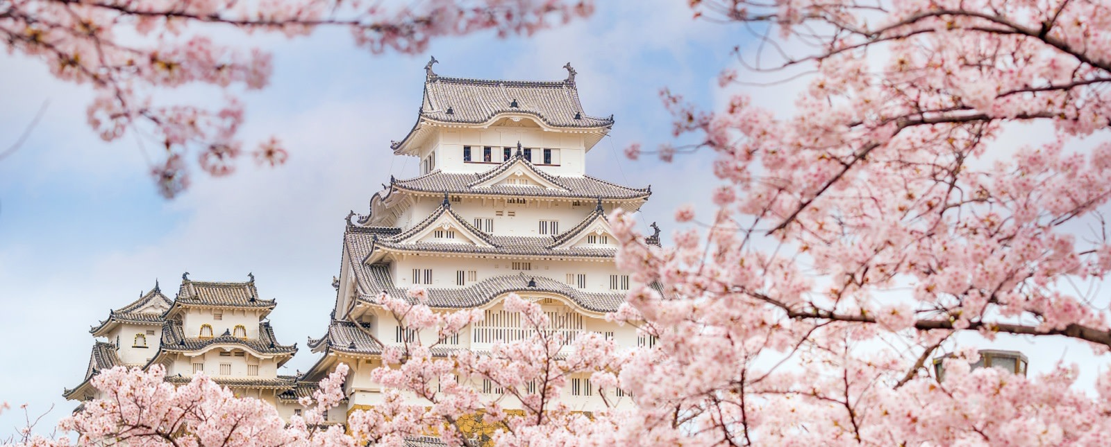 Cherry Blossom Festival in Japan When and Where Go