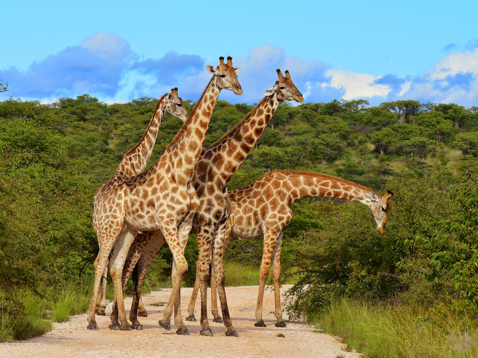 Giraffes Snack Masai Mara Kenya Africa 