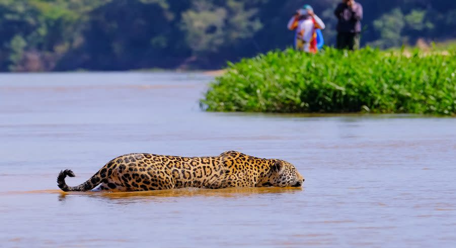 Enchanting Travels Brazil Tours Jaguar, Panthera Onca, Female, observed by unrecognizable tourists crossing Cuiaba River, Pantanal, Mato Grosso do Sul, Brazil, South America