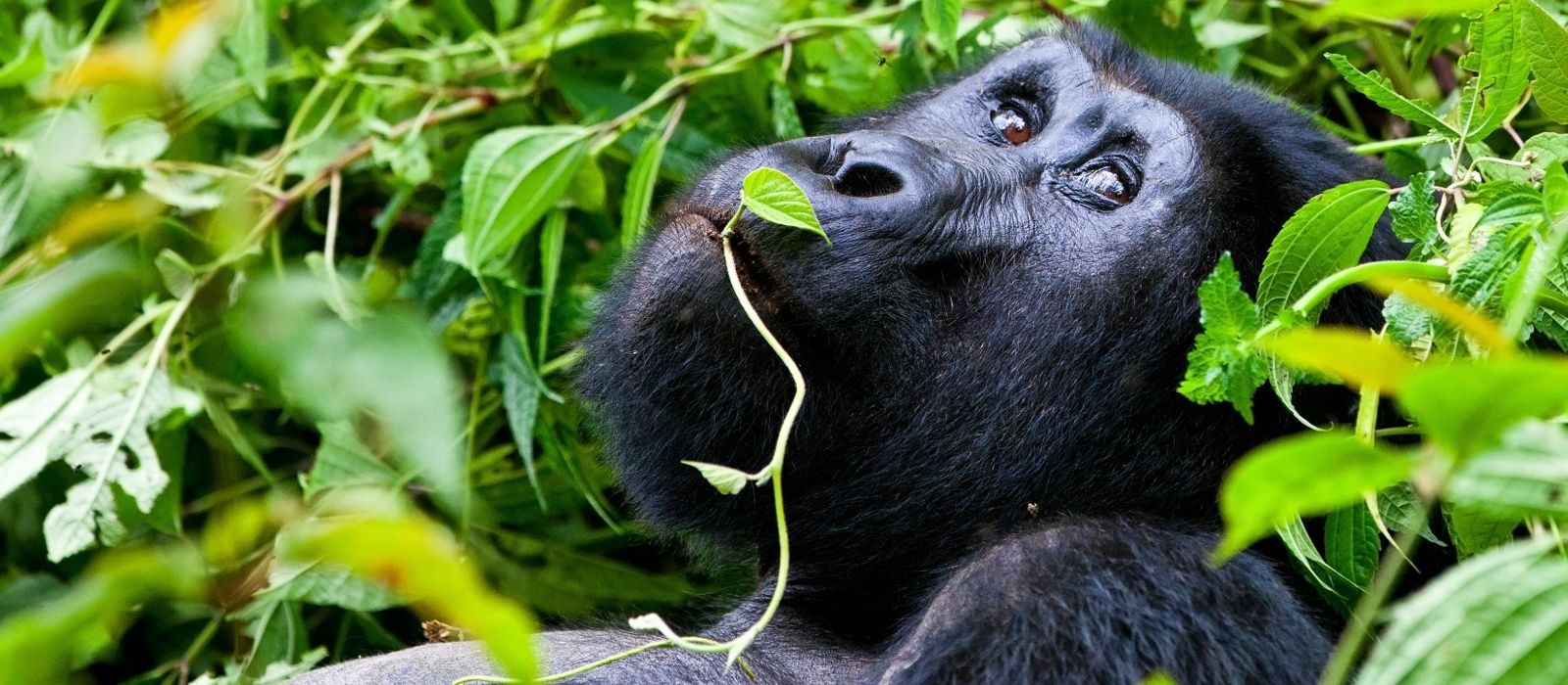 Exclusive Travel Tips for Your Destination Bwindi in Uganda