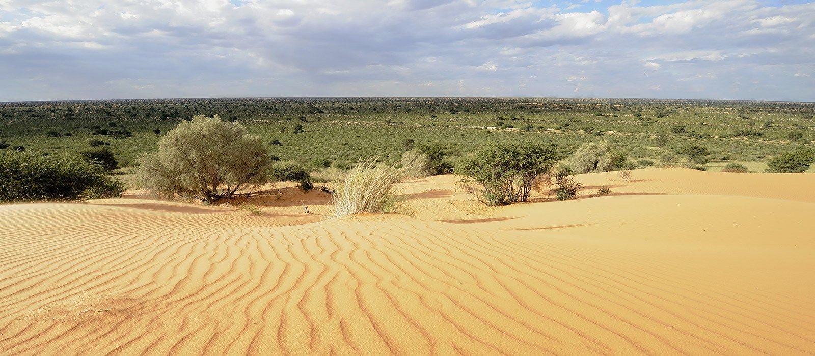 Exclusive Travel Tips For Your Destination Kalahari Desert In South Africa   Destination Kalahari Desert South Africa 