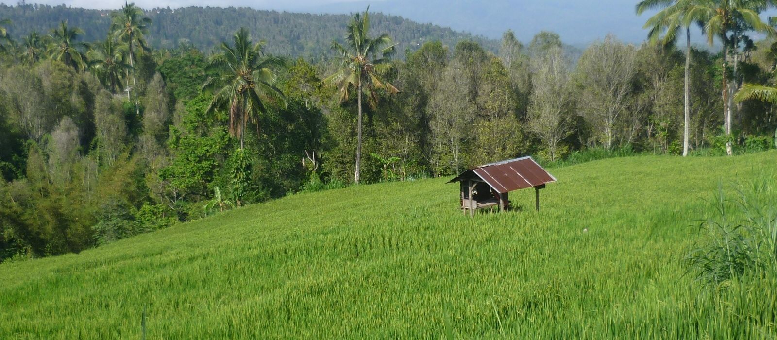 Exclusive Travel Tips for Your Destination Munduk in Indonesia