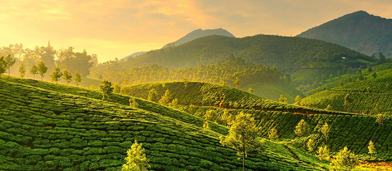 kerala backwater amp plantagen urlaub 2