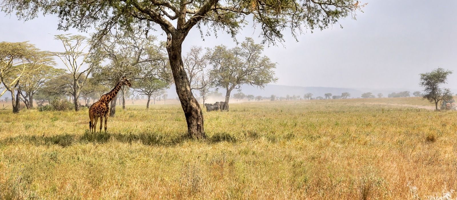 Exclusive Travel Tips for Your Destination Meru National Park in Kenya