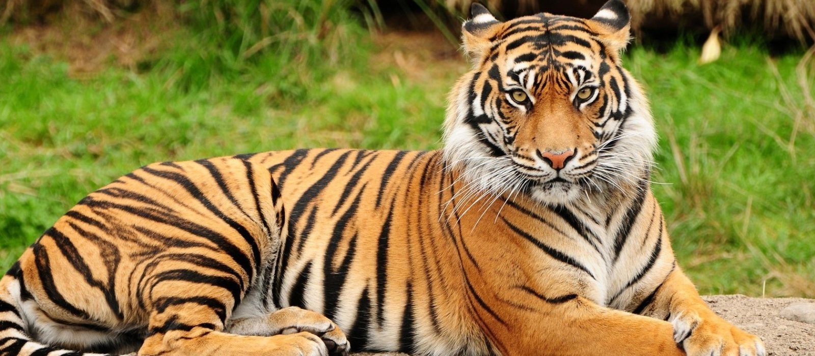 In The Land of Tigers | Tours & Trips with ENCHANTING TRAVELS