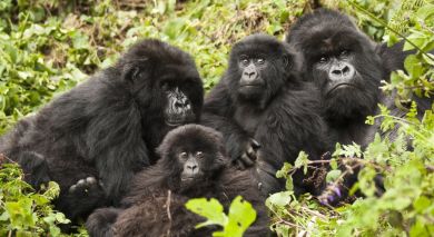 Example private tour: Kenya & Rwanda: Call of the Wild Example private tour: Kenya & Rwanda: Call of the Wild