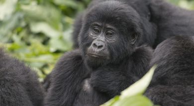 Example private tour: Gorillas, Great Migration and Indian Ocean Dreams Example private tour: Gorillas, Great Migration and Indian Ocean Dreams