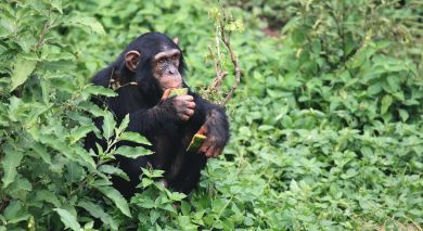 Empfohlene Individualreise, Rundreise: Uganda Safarireise – Primaten und wilde Landschaften Empfohlene Individualreise, Rundreise: Uganda Safarireise – Primaten und wilde Landschaften