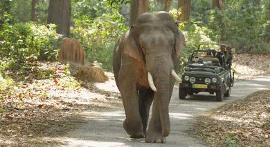 Example private tour: Wild & Urban Jungle Jaunts Example private tour: Wild & Urban Jungle Jaunts