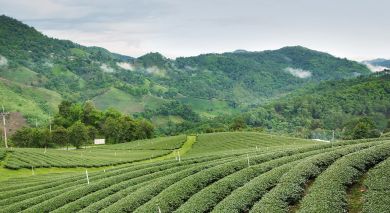 Example private tour: The British Tea Legacy Example private tour: The British Tea Legacy