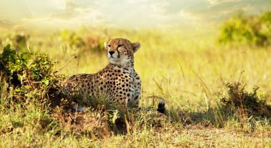 Empfohlene Individualreise, Rundreise: Tansania: Wahre Wildnis, unberührtes Juwel & Inselparadies Empfohlene Individualreise, Rundreise: Tansania: Wahre Wildnis, unberührtes Juwel & Inselparadies