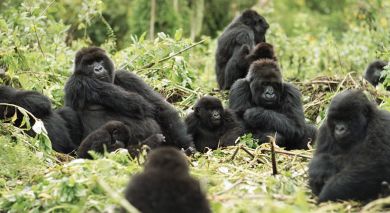 Empfohlene Individualreise, Rundreise: Tansania und Ruanda: Gorilla Trekking und Safari Abenteuer Empfohlene Individualreise, Rundreise: Tansania und Ruanda: Gorilla Trekking und Safari Abenteuer