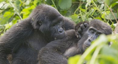 Example private tour: Grand Tour of Uganda Example private tour: Grand Tour of Uganda