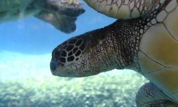 Green Sea Turtle