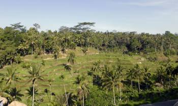 a close up of a green field with trees in the background