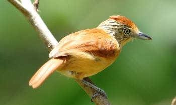 a small bird sitting on a branch