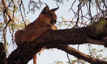Lynx in a tree, Namibia
