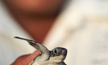Baby Turtle