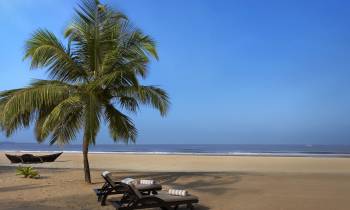 a group of palm trees on a sandy beach