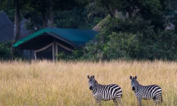 a group of zebra standing on top of a grass covered field