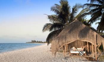 a beach with a palm tree