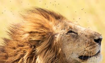 a lion looking at the camera