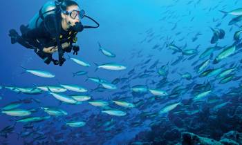 Diving