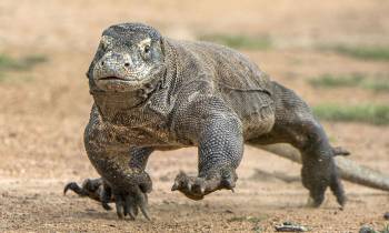 Komodo Dragon