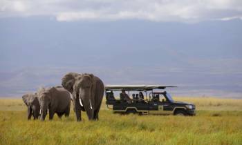 a herd of elephants walking across a grass covered field