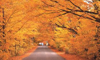 a tree on the side of a road