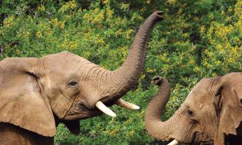 Elephants at the Shamwari Game reserve