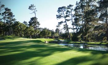 a tree next to a body of water with Augusta National Golf Club in the background