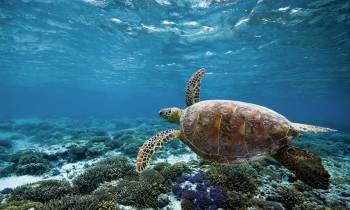 a turtle swimming under water
