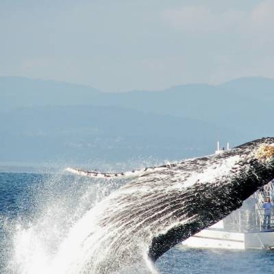 Breaching Humpback with