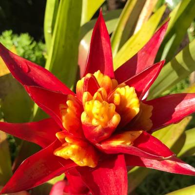 Ginger flower, Maui