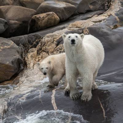 Polar Bears, Manitoba