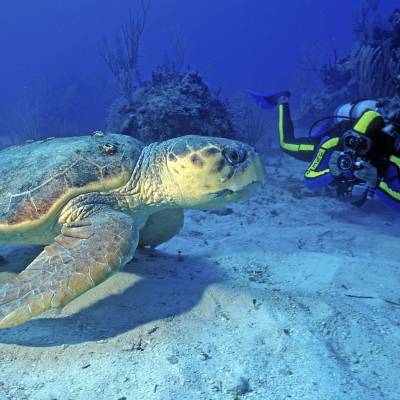 Scuba diving