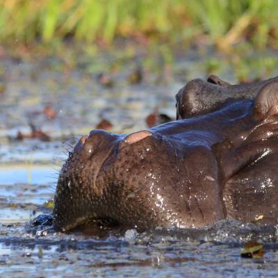 Hippo wallowing in Botswana