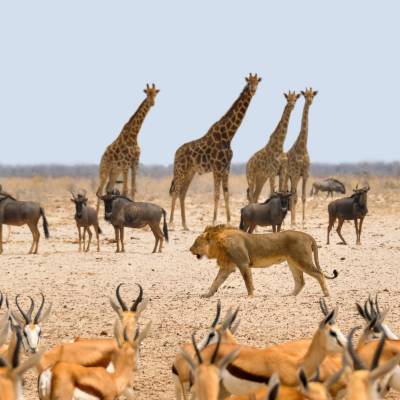 Animals in Namibia